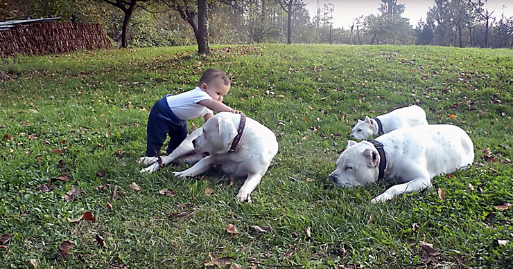 Un cativo xoga con cans de raza dogo arxentino 