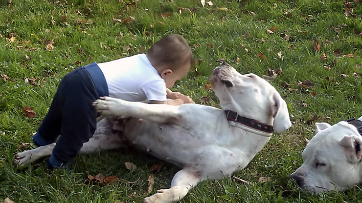 Un cativo xoga con cans de raza dogo arxentino 