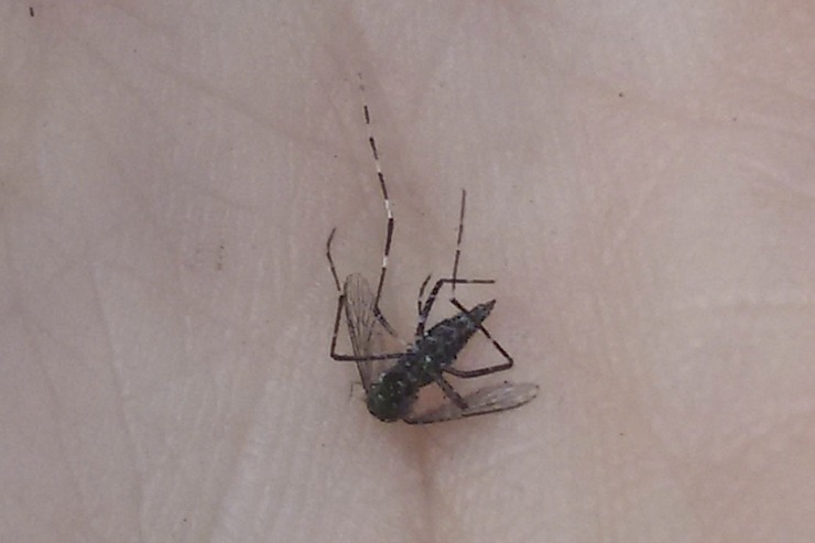 Primeiro exemplar de mosquito Aedes vittatus identificado en Galicia / Mosquito Alert.