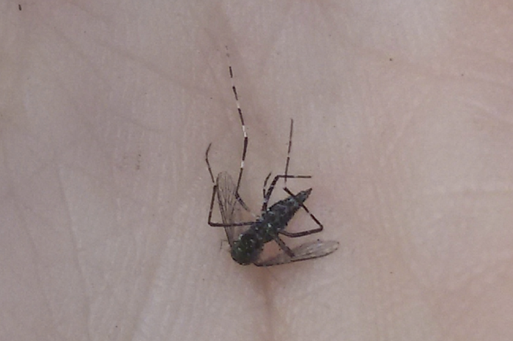 Primeiro exemplar de mosquito Aedes vittatus identificado en Galicia 