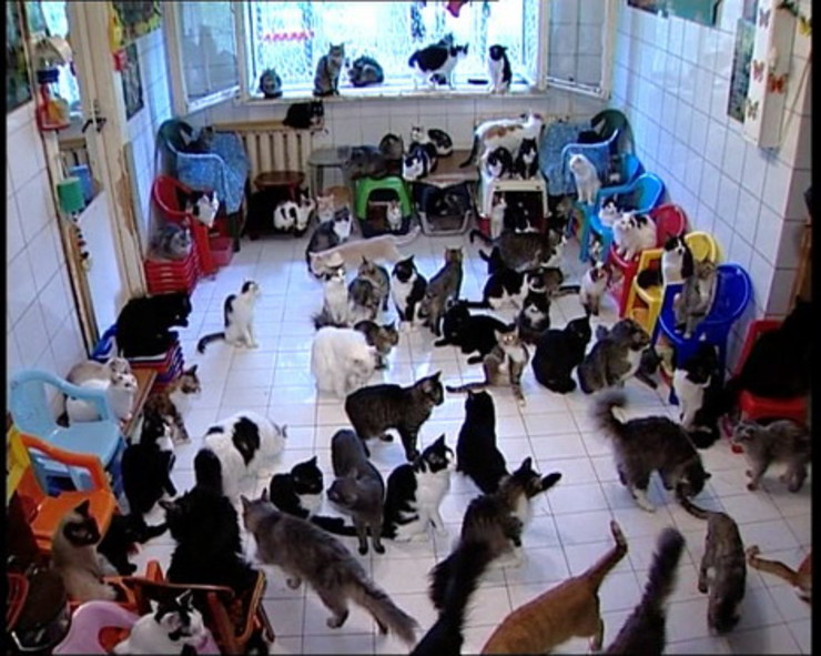 Gatos abandonados nunha casa 