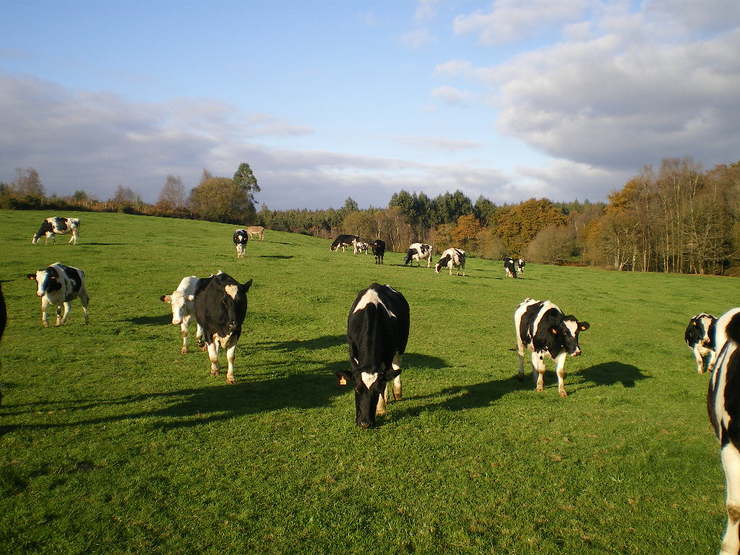 Vacas da Casa Grande de Xanceda. Foto cedida.