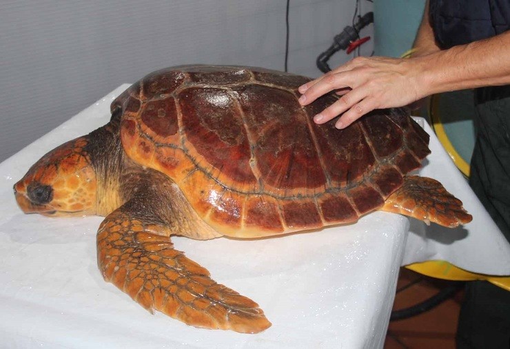 Tartaruga Antares, achada en 2017 nun aparello de pesca 
