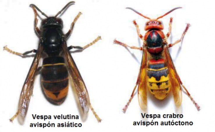 Diferencia entre a vespa galega e a vespa asiática / lagranjadebitxos.com