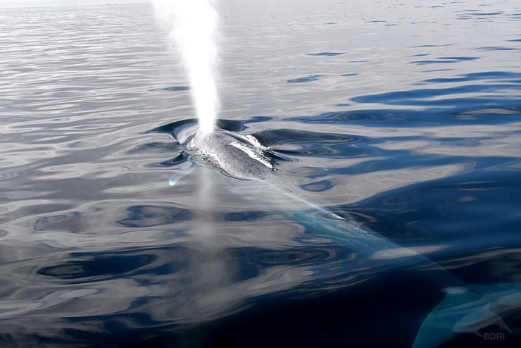 Balea azul en augas de Galicia 