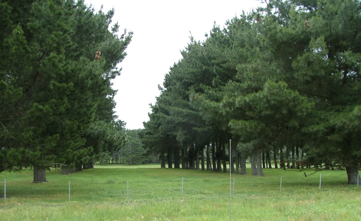 Agroforestería 