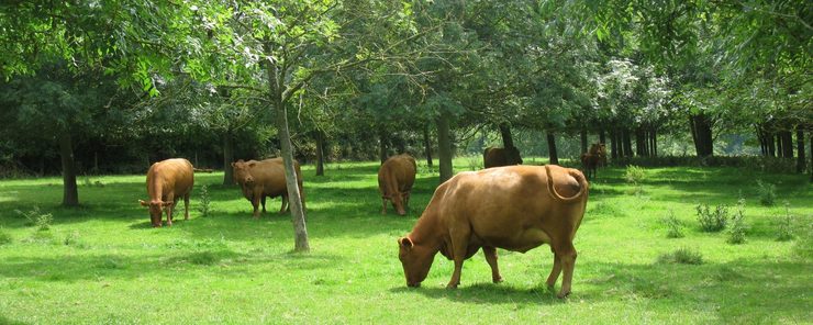 Agroforestería 