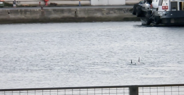 Arroaces boto alimentándose no porto da Coruña 