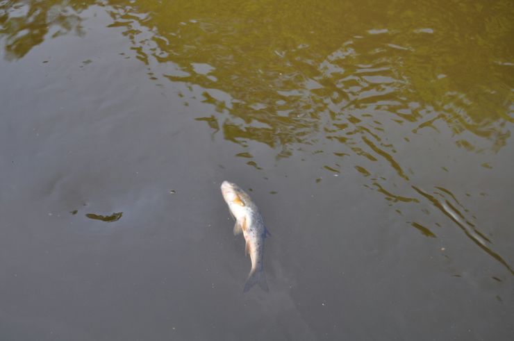 Peixe morto no río Tambre 