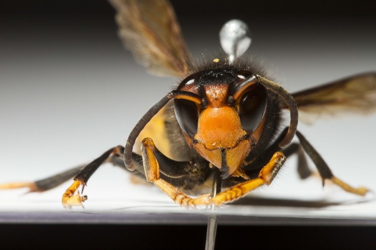A avispa invasora 'vespa velutina'. CARLES LOPEZ BUSTINS / UNIÓ DE PAGESOS - Archivo / Europa Press