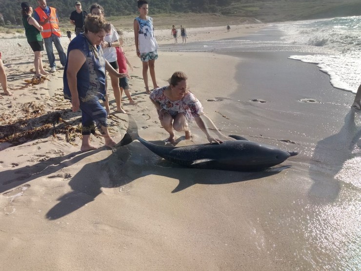 Delfín varado na praia de Mórdomo, en Laxe (A Coruña). CEDIDA / Europa Press
