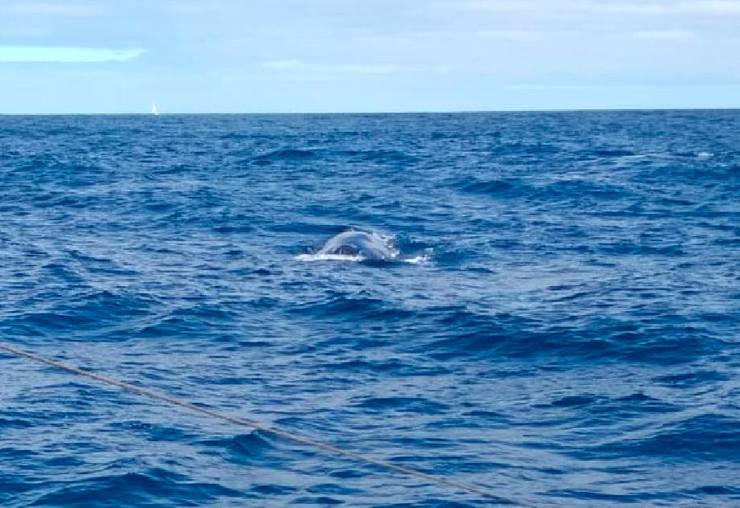 Avistamento de baleas a unhas 25 millas de San Cribrao (Cervo) 