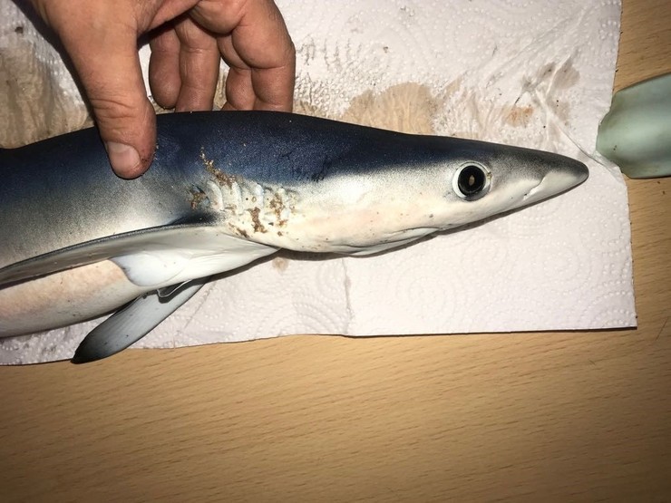 Pequena quenlla capturada na praia de Queiruga, en Porto do Son (A Coruña). CEDIDA / Europa Press