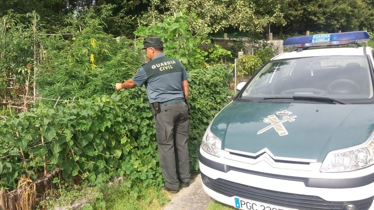 Investigado por cultivar marihuana. GUARDIA CIVIL