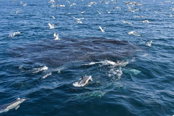 Golfiños e aves mariñas danse un festín de bolos en augas galegas 