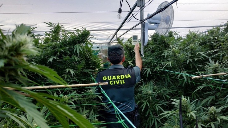 Plantación de marihuana intervida pola Garda Civil en Gondomar. GUARDIA CIVIL 
