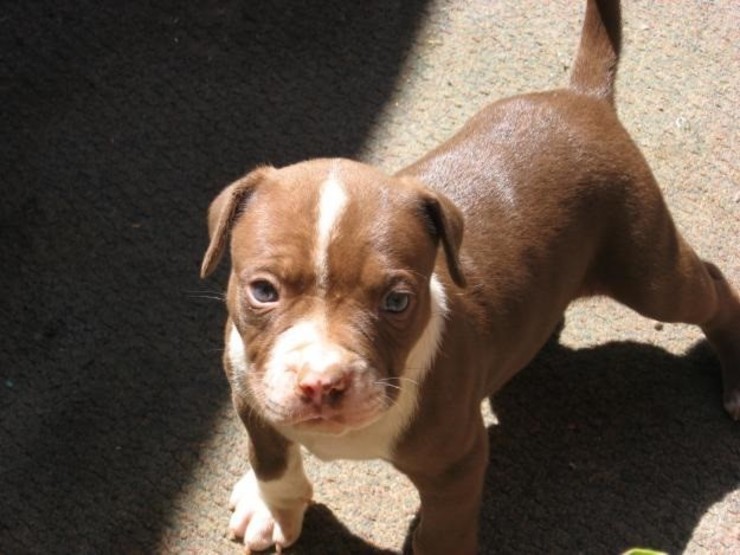 Cachorro de raza pitbull. RAZAPITBULL.COM - Archivo / Europa Press