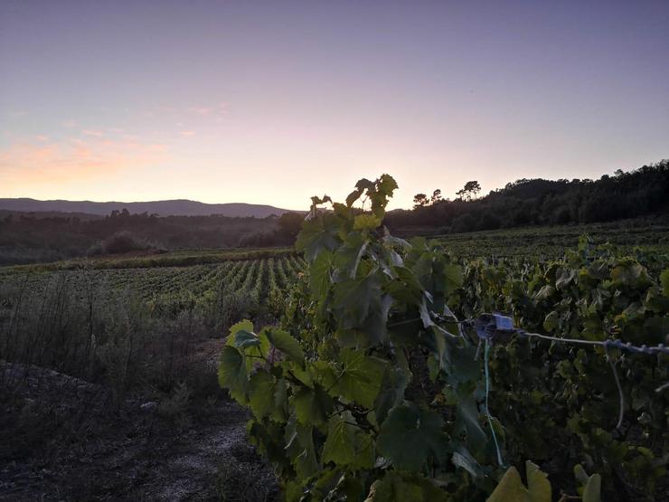 Viñas de onde sae o Catro Parroquias. Foto: Bodegas Loeda S.L.