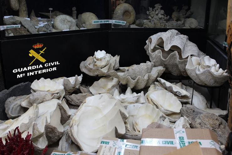 A Garda Civil intervén unhas 1.300 pezas fósiles, especies protexidas e outros elementos nun establecemento comercial de Vigo.. GARDA CIVIL / Europa Press