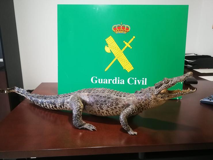 A Garda Civil impide a venda por Internet dun cocodriño disecado. GARDA CIVIL / Europa Press