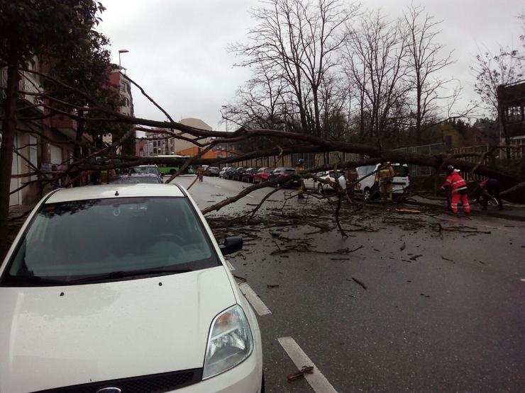 Árbore caída na calzada polo temporal en Vigo 