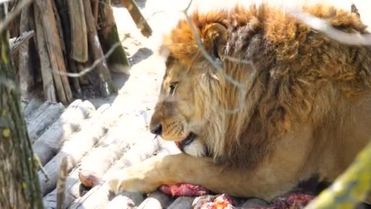 León comendo carne nun zoo 