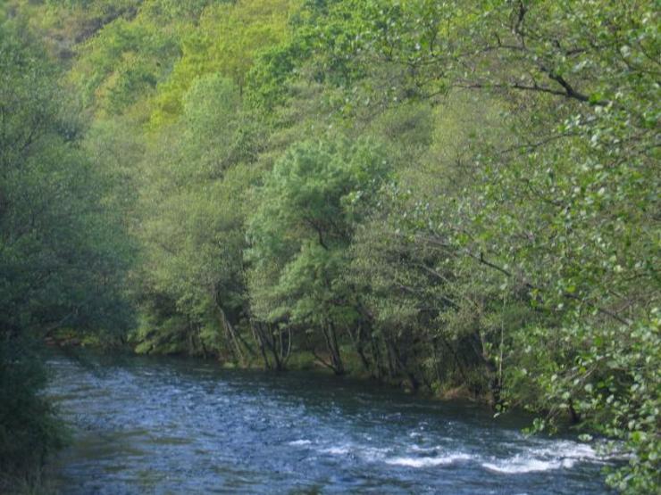 Fragas ou bosques, onde vive o Apalpador 