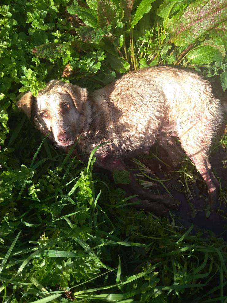 A cadela que foi disparada e golpeada por un cazador este sábado no municipio lucense de Chantada.. ASOCIACIÓN ANIMALISTA LIBERA / Europa Press