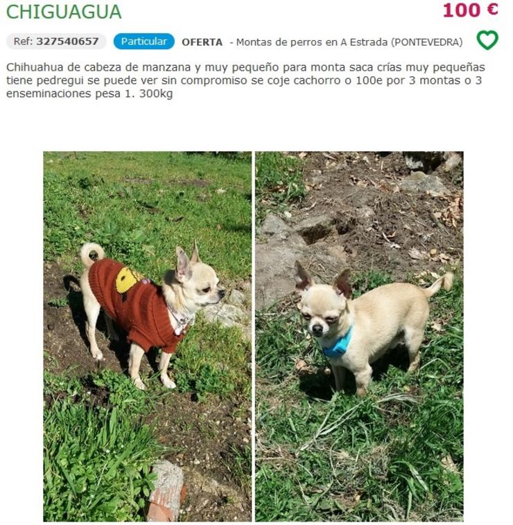 Anuncio de venda dun chihuahua en Milanuncios.. LIBERA 