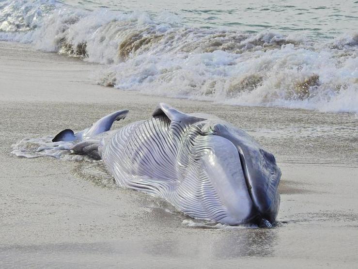 Cría de balea común varada en Nemiña. Foto-Javier Carballo / quepasanacosta.gal.