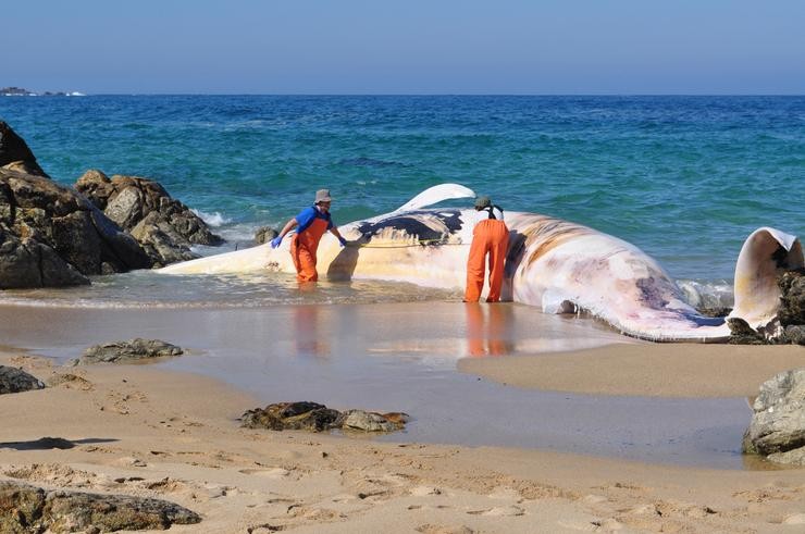 Balea varada en Galicia 