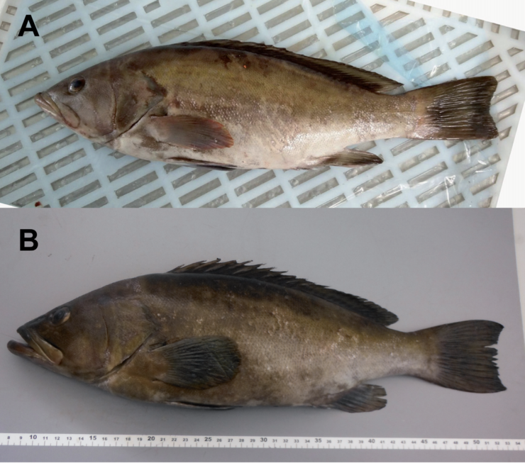 Os dous primeiros exemplares de Epinephelus costae rexistrados en augas galegas. O primeiro (A), capturado fronte as illas Cíes e o sefundo (B), na ría de Pontevedra 