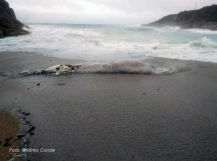 Balea varada na praia de Bens, na Coruña. Autor: Andrés Conde 