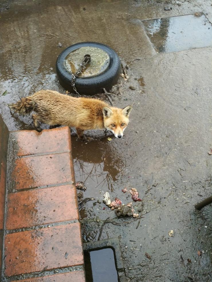 A Garda Civil de Arteixo localiza femia de raposo en catividade. GARDA CIVIL / Europa Press