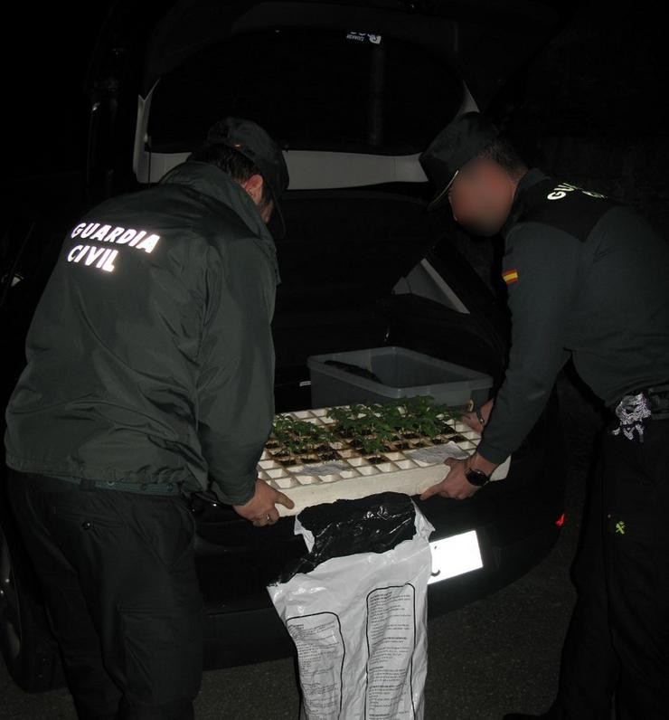 Interceptan en Cambados un vehículo que transportaba 37 plantas de marihuana. GARDA CIVIL 