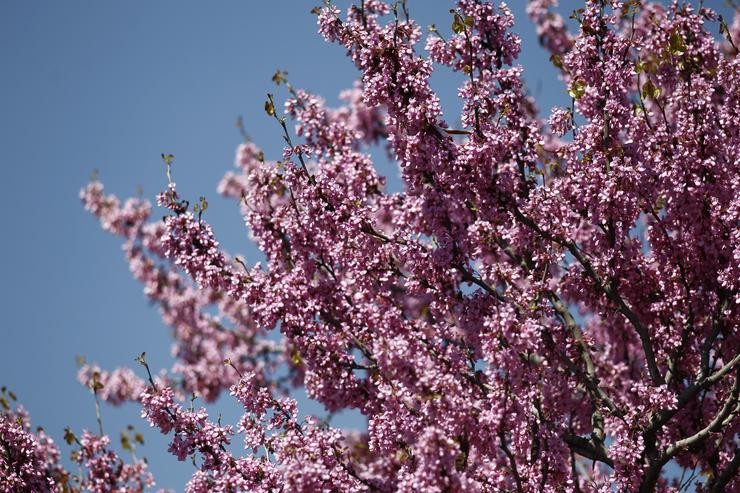 Floración en primavera 