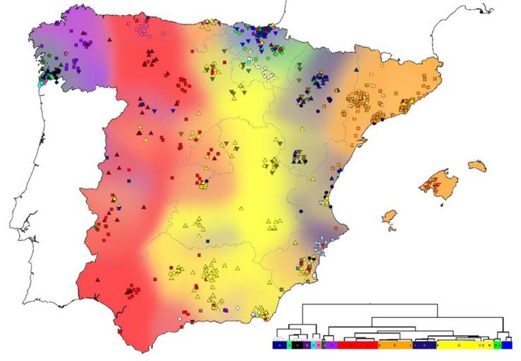 Detalle dos distintos agrupamentos xenéticos identificados ao longo do territorio peninsular / USC.