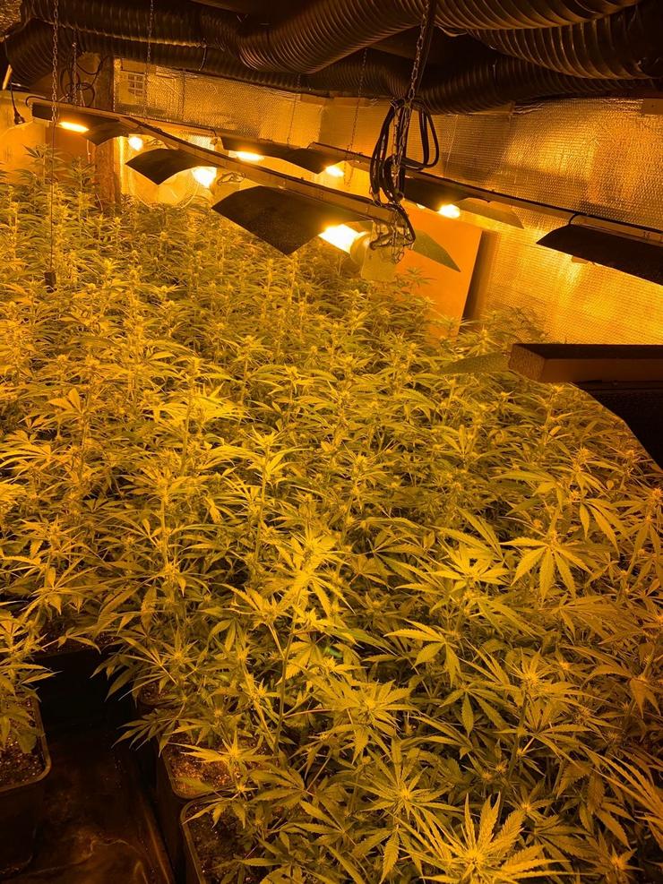 Tres detidos e incautadas máis de 2.600 plantas de marihuana na zona de O Bolo. POLICÍA NACIONAL