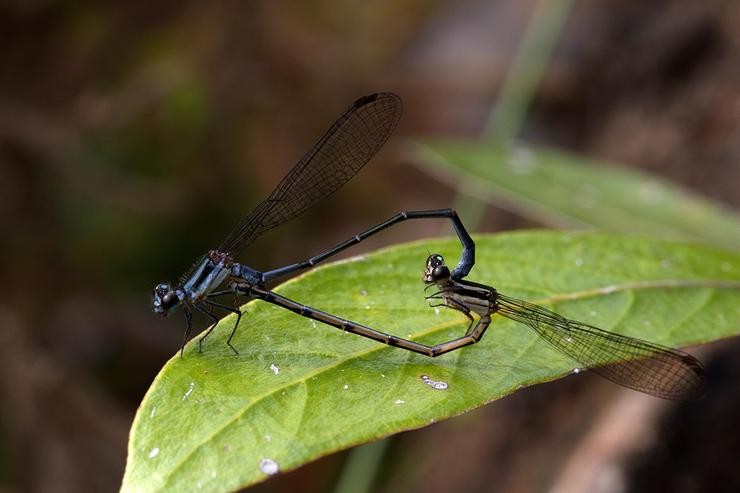 Dous exemplares de libélula Argia Angelae copulando. DUVI - Arquivo / Europa Press
