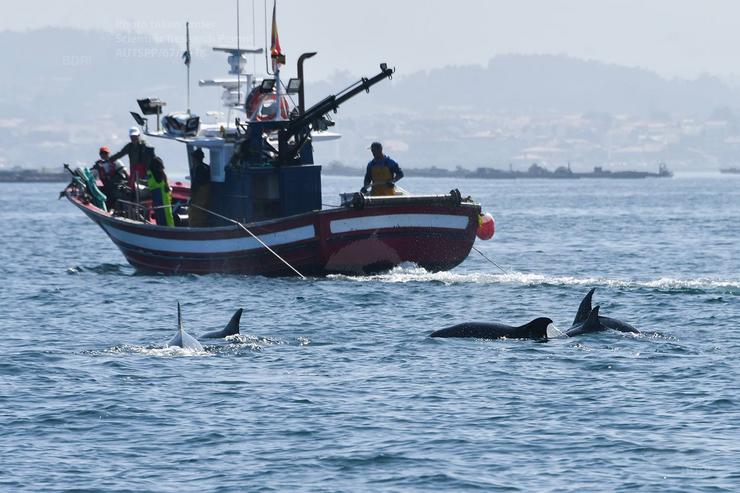 Golfiños arredor dun barco de pesca 