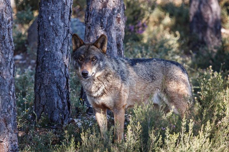 Rural.- Pleno.- Un total de 31 lobos foron cazados desde abril de 2018. LIFE LOBO ANDALUCÍA - Arquivo
