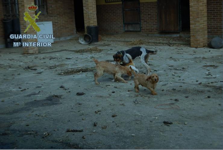 Investigado un veciño de Rianxo (A Coruña) por malos tratos animais por ter máis de. GARDA CIVIL 