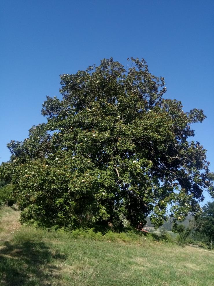 Magnolia de Boqueixón, no Catálogo de Árbores Senlleiras de Galicia. 