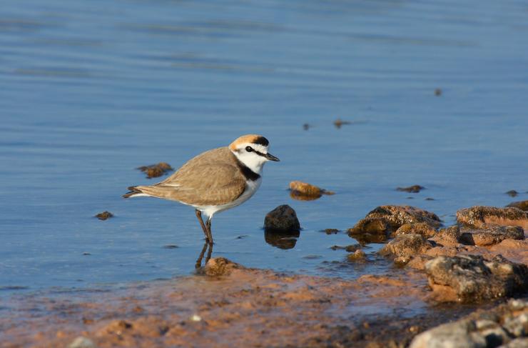 Ruta ornitolóxica. SEOBIRDLIFE - Arquivo