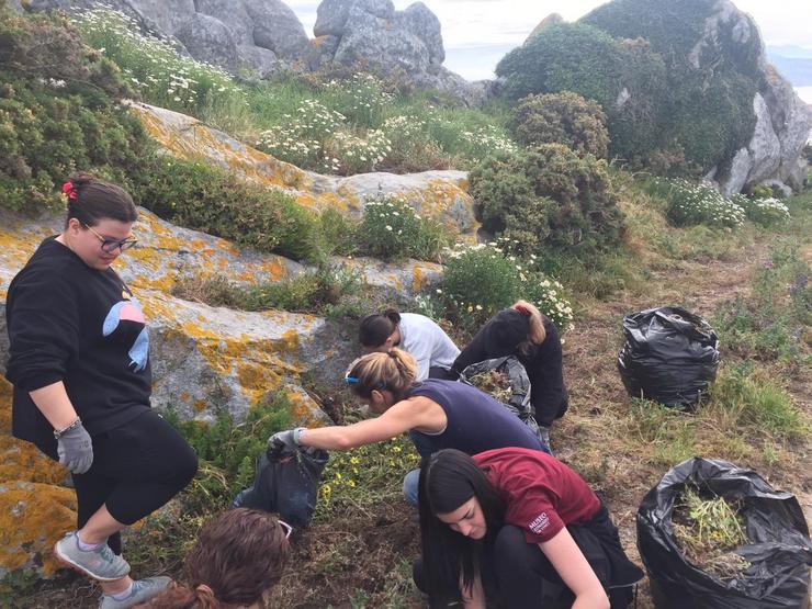 Unha trintena de voluntarios retiran das illas Cíes e Ons máis de 1.400 quilos de plantas invasoras. XUNTA DE GALICIA / Europa Press