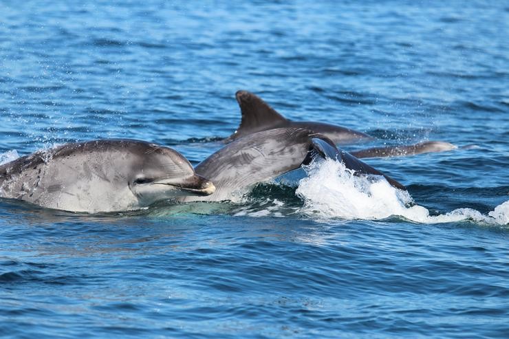 Arroaces fotografados o 15 de marzo de 2019 durante a mostraxe TurGaSur TGS05 na área Rede Natura 2000 ZEPA Espacio mariño Rías Baixas 