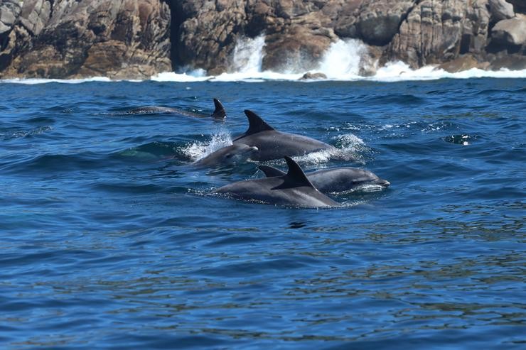 Arroaces fotografados o 14 de abril de 2019 durante a mostraxe TurGaSur TGS10 na área Rede Natura 2000 ZEC Illas Estelas 