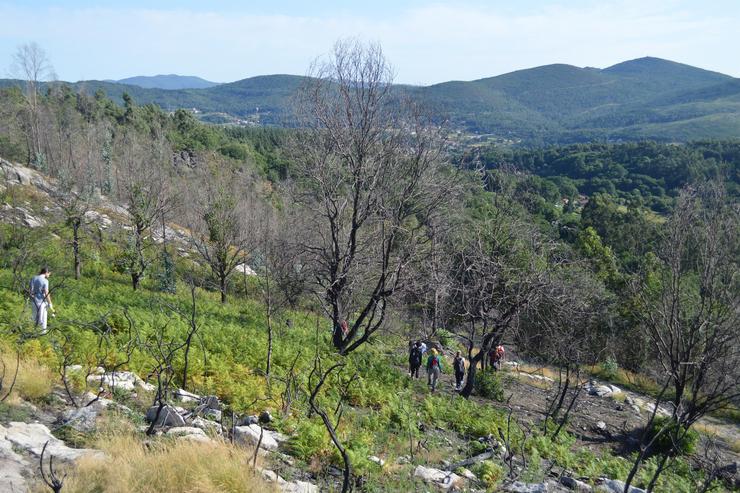 Montes Veciñais en Man Común de Rebordelo. EUROPA PRESS - Arquivo
