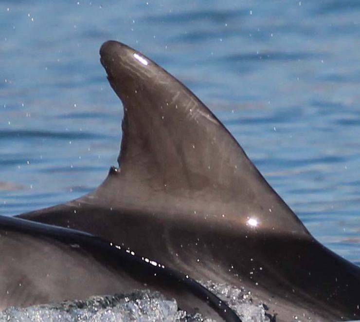 Aleta dorsal do arroaz Bonanza. Fotografía correspondente ao seu último rexistro en Galicia. Mostraxe TGS02 do proxecto TurGaSur, realizada o 15/01/2019 nas augas da ría de Vigo / Cemma.