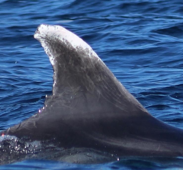Aleta dorsal do arroaz Ixaro. Fotografía correspondente ao seu último rexistro no 2018, nas augas da ría de Vigo 